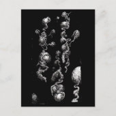 自由浮遊オーガニック収差 ポストカード (正面)