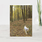 自由走に カード (正面)