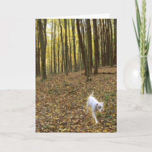 自由走に カード (正面)