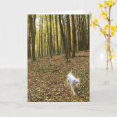 自由走に カード (黄色い花)