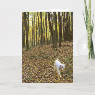 自由走に カード