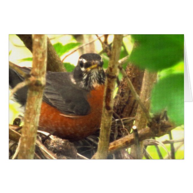 自由鳥 (正面横)