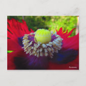 自発性 ポストカード (正面)