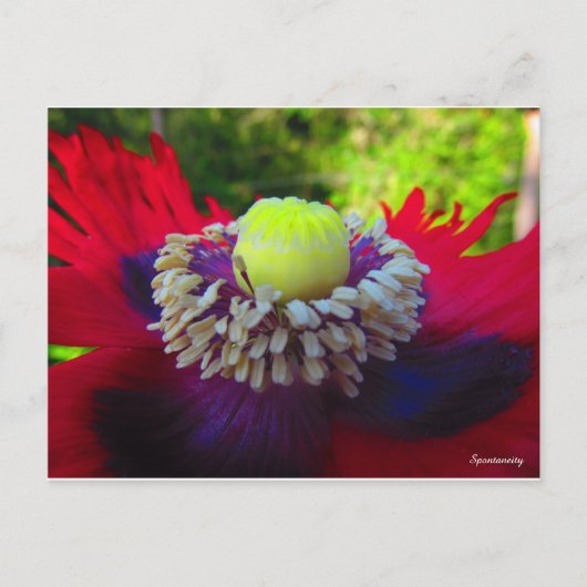 自発性 ポストカード (正面)