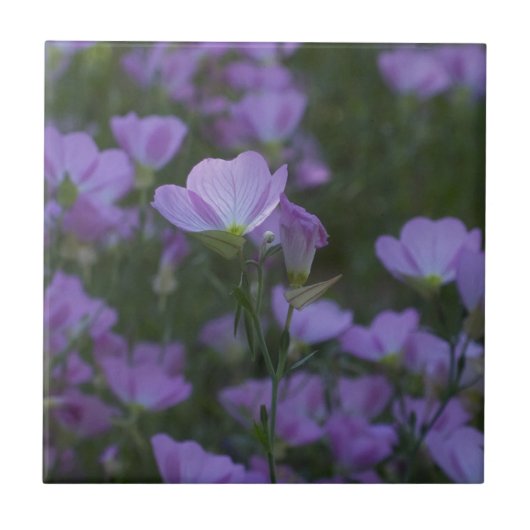 至る所に紫の野の花 タイル (正面)