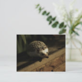 興味の郵便はがき ポストカード (スタンド正面)