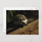 興味の郵便はがき ポストカード (正面/裏面)