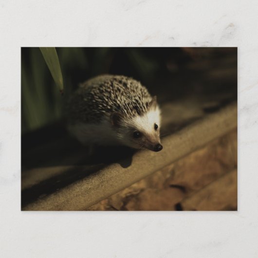 興味の郵便はがき ポストカード (正面)