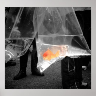 興味津々の金魚のポスター/写真 ポスター