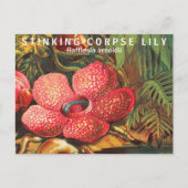 興味深い事実最大の花 ポストカード (正面)