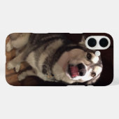 舌からかえるアラスカンマラム写真 Case-Mate iPhoneケース (裏面 (横))