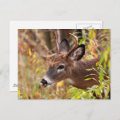 舌がついた！ ポストカード (正面/裏面)