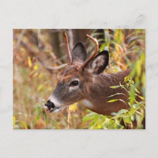 舌がついた！ ポストカード