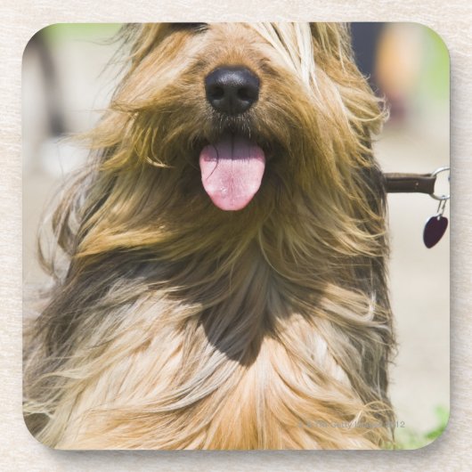 舌の、長い毛提示、ポートレート コースター (正面)