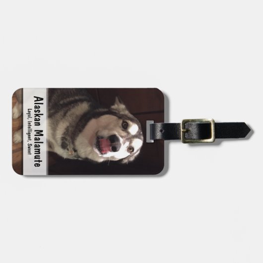 舌をかじるアラスカのマラムート写真 ラゲッジタグ (正面横)