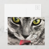 舌を出した猫がペロペロ ポストカード (正面/裏面)