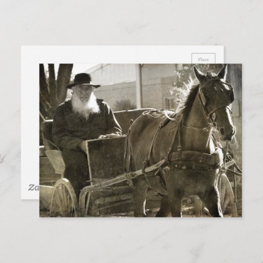 舌を出し間抜けたアミッシュな馬 ポストカード (正面/裏面)