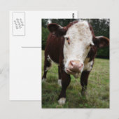 舌を出す牛 ポストカード (正面/裏面)
