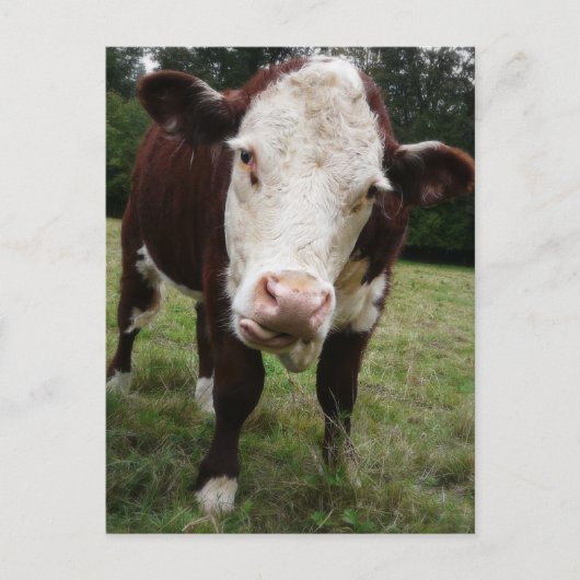 舌を出す牛 ポストカード (正面)
