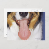 舌を振るうコリー ポストカード (正面/裏面)