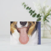 舌を振るうコリー ポストカード (スタンド正面)