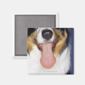 舌を振るうコリー マグネット (正面/裏面)