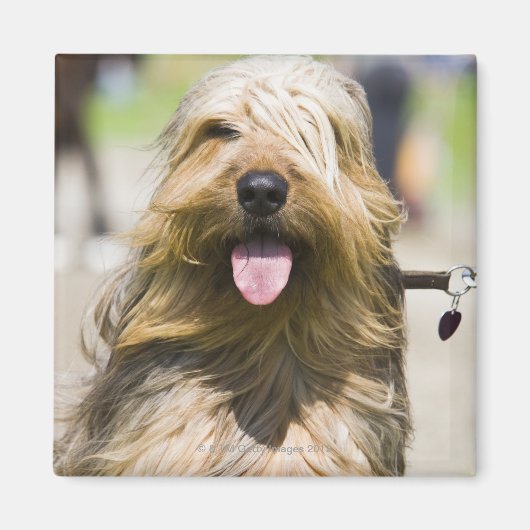 舌を示す，長い髪，ポートレート マグネット (正面)