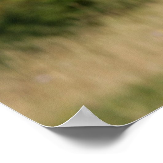 舌を突き出しているドイツの羊飼い ポスター (角)