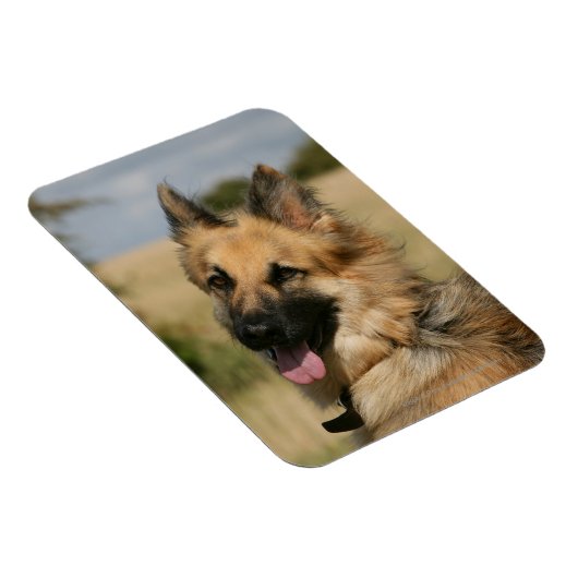 舌を突き出しているドイツの羊飼い マグネット (右側)