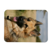 舌を突き出しているドイツの羊飼い マグネット (横)