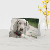 舌を突き出している犬 カード (黄色い花)