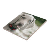 舌を突き出している犬 タイル (側面)