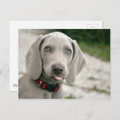 舌を突き出している犬 ポストカード (正面/裏面)