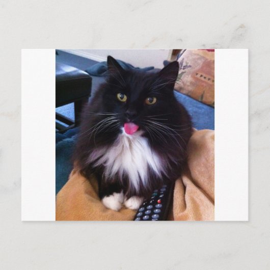 舌を突き出す猫 ポストカード (正面)