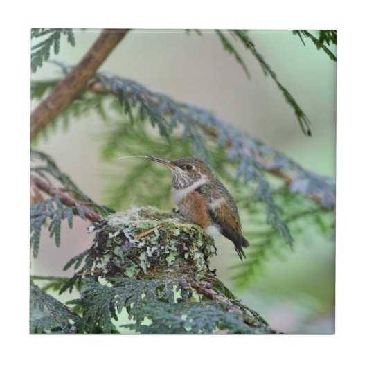 舌を突き出ているベビーのハチドリ タイル (正面)