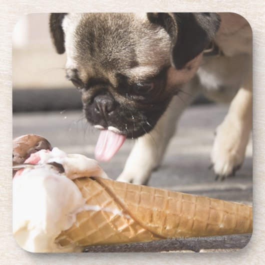 舗装からのアイスクリームを食べている犬 コースター (正面)