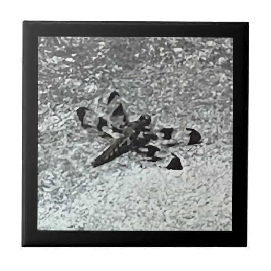 舗装のトンボ、黒と灰色のタイル タイル (正面)