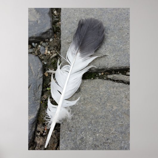 舗装上の羽毛 ポスター (正面)