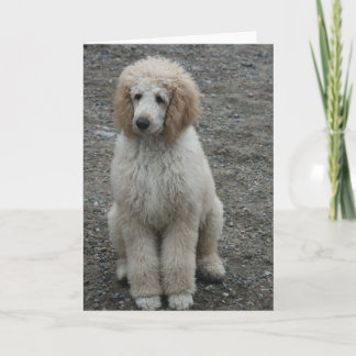 航空機の7 カード