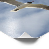 航行中のカモメ フォトプリント            (角)