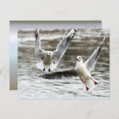 航行中のカモメ ポストカード (正面/裏面)