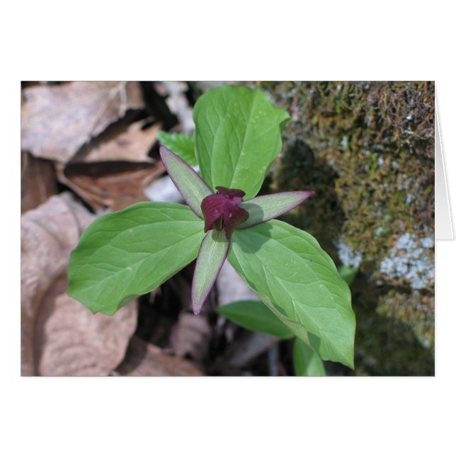 航跡ロビン- Customized2 (正面横)