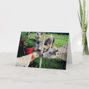 船員及び友達 カード