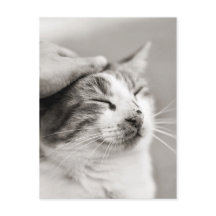 良い子猫!-ポストカード