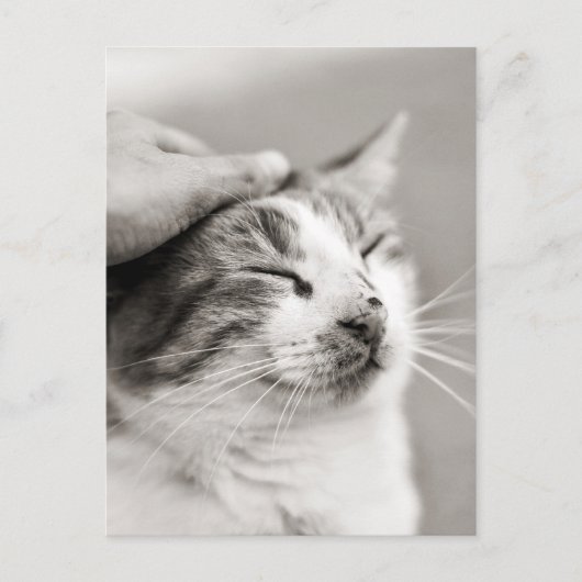 良い子猫!-ポストカード ポストカード (正面)