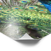 色々な孔雀 フォトプリント            (角)