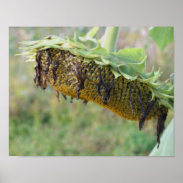 色あせたヒマワリがクローズアップ ポスター