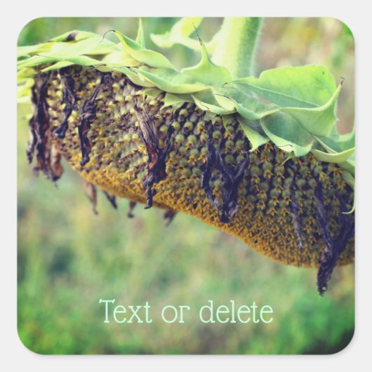 色あせたヒマワリパーソナライズされた花 スクエアシール (正面)