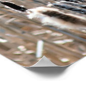 色あせたフワフワのカタイル春自然 ポスター (角)