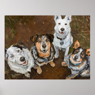 色がついているCattledogsの牛犬およびHeelersブラウン ポスター